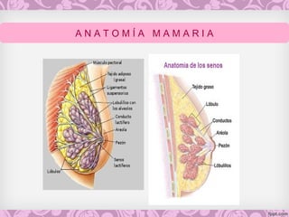 A N A T O M Í A M A M A R I A
 