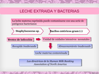 La leche materna exprimida puede contaminarse con una serie de
patógenos bacterianos
La leche materna exprimida puede contaminarse con una serie de
patógenos bacterianos
Recogida inadecuadaRecogida inadecuada
Las directrices de la Human Milk Banking
Association of North America
Las directrices de la Human Milk Banking
Association of North America
Leche materna contaminadaLeche materna contaminada
Bacilos entéricos gram (-)Staphylococcus sp .
Unidad de cuidados intensivos neonatalesUnidad de cuidados intensivos neonatales
Almacenamiento inadecuadoAlmacenamiento inadecuado
Brotes de infecciónBrotes de infección
LECHE EXTRAIDA Y BACTERIAS
 