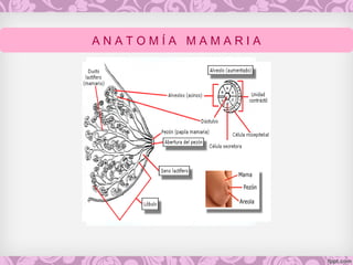 A N A T O M Í A M A M A R I A
 