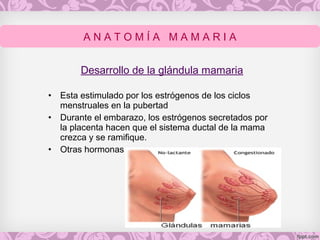 Desarrollo de la glándula mamaria
• Esta estimulado por los estrógenos de los ciclos
menstruales en la pubertad
• Durante el embarazo, los estrógenos secretados por
la placenta hacen que el sistema ductal de la mama
crezca y se ramifique.
• Otras hormonas
A N A T O M Í A M A M A R I A
 