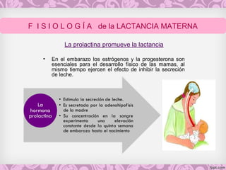 La prolactina promueve la lactancia
• En el embarazo los estrógenos y la progesterona son
esenciales para el desarrollo físico de las mamas, al
mismo tiempo ejercen el efecto de inhibir la secreción
de leche.
F I S I O L O G Í A de la LACTANCIA MATERNA
 