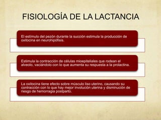 FISIOLOGÍA DE LA LACTANCIA
El estímulo del pezón durante la succión estimula la producción de
oxitocina en neurohipófisis.
Estimula la contracción de células mioepiteliales que rodean el
alveolo, vaciándolo con lo que aumenta su respuesta a la prolactina.
La oxitocina tiene efecto sobre músculo liso uterino, causando su
contracción con lo que hay mejor involución uterina y disminución de
riesgo de hemorragia postparto.
 
