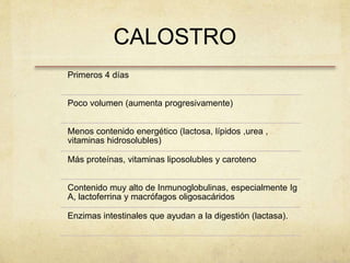CALOSTRO
Primeros 4 días
Poco volumen (aumenta progresivamente)
Menos contenido energético (lactosa, lípidos ,urea ,
vitaminas hidrosolubles)
Más proteínas, vitaminas liposolubles y caroteno
Contenido muy alto de Inmunoglobulinas, especialmente Ig
A, lactoferrina y macrófagos oligosacáridos
Enzimas intestinales que ayudan a la digestión (lactasa).
 