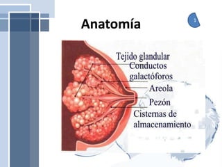 Anatomía 1
 