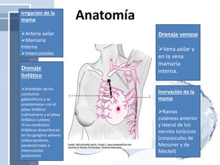 AnatomíaIrrigación de la
mama
Arteria axilar
Mamaria
interna
Intercostales
Drenaje venoso
Vena axilar y
en la vena
mamaria
interna.Drenaje
linfático
Alrededor de los
conductos
galactóforos y se
anastomosan con el
plexo linfático
submamario y el plexo
linfático cutáneo
Los conductos
linfáticos desembocan
en los ganglios axilares
subescapulares,
paraesternales e
intercostales
posteriores
Inervación de la
mama
Ramas
cutáneas anterior
y lateral de los
nervios torácicos
(corpúsculos de
Meissner y de
Meckel)
 