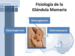 Fisiología de la
Glándula Mamaria
Mamogénesis
Galactogénesis Galactopoyesis
 