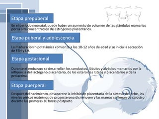 En el período neonatal, puede haber un aumento de volumen de las glándulas mamarias
por la alta concentración de estrógenos placentarios.
La maduración hipotalámica comienza a los 10-12 años de edad y se inicia la secreción
de FSH y LH.
Durante el embarazo se desarrollan los conductos, lóbulos y alvéolos mamarios por la
influencia del lactógeno placentario, de los esteroides lúteos y placentarios y de la
prolactina.
Después del nacimiento, desaparece la inhibición placentaria de la síntesis de leche, los
niveles séricos maternos de progesterona disminuyen y las mamas se llenan de calostro
durante las primeras 30 horas postparto.
Etapa prepuberal
Etapa puberal y adolescencia
Etapa gestacional
Etapa puerperal
 