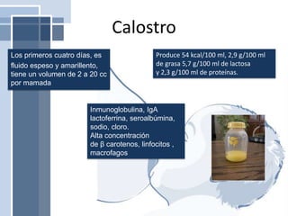 Calostro
Los primeros cuatro días, es
fluido espeso y amarillento,
tiene un volumen de 2 a 20 cc
por mamada
Inmunoglobulina, IgA
lactoferrina, seroalbúmina,
sodio, cloro.
Alta concentración
de β carotenos, linfocitos ,
macrofagos
Produce 54 kcal/100 ml, 2,9 g/100 ml
de grasa 5,7 g/100 ml de lactosa
y 2,3 g/100 ml de proteínas.
 