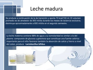 Leche madura
Se produce a continuación de la de transición y aporta 70 kcal/100 ml. El volumen
promedio es de alrededor de 900 ml/día durante los meses de lactancia exclusiva,
disminuye aproximadamente a 600 ml/día en el segundo semestre.
La leche materna contiene 88% de agua y su osmolaridad es similar a la del
plasma compuesto de glucosa y galactosa que constituye una fuente calórica
importante para el niño favorece también la absorción de calcio y hierro a nivel
del colon, produce Lactobacillus bifidus
 