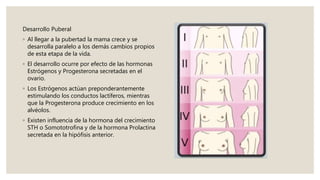 Desarrollo Puberal
◦ Al llegar a la pubertad la mama crece y se
desarrolla paralelo a los demás cambios propios
de esta etapa de la vida.
◦ El desarrollo ocurre por efecto de las hormonas
Estrógenos y Progesterona secretadas en el
ovario.
◦ Los Estrógenos actúan preponderantemente
estimulando los conductos lactíferos, mientras
que la Progesterona produce crecimiento en los
alvéolos.
◦ Existen influencia de la hormona del crecimiento
STH o Somototrofina y de la hormona Prolactina
secretada en la hipófisis anterior.
 