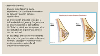 Desarrollo Gravídico
◦ Durante la gestación la mama
experimenta un considerable aumento
de tamaño y ocurren cambios
significativos.
◦ La proliferación gravídica se da por la
influencia de Estrógenos y Progesterona
de origen placenterio, por factores
hipófisiarios y tiroídeos semejantes a los
que actuaban en al pubertad, pero en
menor cantidad.
◦ En esta etapa entra un nuevo elemento
placentario de gran importancia llamado
hormona Lactógeno-Placentario cuya
acción consiste es estimular el
crecimiento de la mama.
 