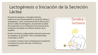 Lactogénesis o Iniciación de la Secreción
Láctea
◦ Durante el puerperio, convergen factores
endocrinos que desencadenan la secreción láctea o
lactogénesis, como consecuencia de la disminución
de los niveles de Estrógenos, al presentar la salida
de la placenta y la no inhibición de la función de la
prolactina secretada en el lóbulo anterior de la
hipófisis.
◦ Existen hormonas coadyuvantes necesarias para que
se establezca la secreción: TSH o Somototrofina,
Corticoides y ACTH.
◦ Lo anterior muestra como al desaparecer la placenta
e iniciarse la succión del seno comienza la
Lactogénesis.
 