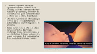 ◦ La eyección se produce a través del
siguiente mecanismo: Alrededor de los
alvéolos y conductos lactíferos existen fibra
musculares que contraen y comprimen los
alvéolos haciendo que la leche contenida en
su interior pase al sistema de conductos.
◦ Estas fibras musculares son estimuladas y se
contraen por la acción de la hormona
Oxitocina liberada en el lóbulo posterior de
la hipófisis.
◦ De ésta manera forma el niño en el acto de
mamar desencadena dos reflejos
simultáneos: Uno de mantenimientos de la
secreción láctea o Reflejo de Lactopoyesis y
otro de contratación de la musculatura lisa
de los conductos o Reflejo de Eyección.
Fisiologia de Barber y Levy y Best y Taylor
 