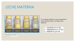 LECHE MATERNA
◦ Es un líquido dinámico cuya composición
varía durante el día y a lo largo de la
lactancia
 