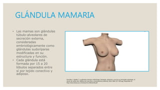 GLÁNDULA MAMARIA
• Las mamas son glándulas
túbulo-alveolares de
secreción externa,
consideradas
embriológicamente como
glándulas sudoríparas
modificadas en su
estructura y función.
• Cada glándula está
formada por 15 a 20
lóbulos separados entre
sí por tejido conectivo y
adiposo.
González J, Ugalde C. La glándula mamaria, embriología, histología, anatomía y una de sus principales patologías, el
cáncer de mama. Rev. Medica de Costa Rica y Centroamérica [internet]. 2012; (602) 317-320 pag. Disponible en:
http://www.binasss.sa.cr/revistas/rmcc/602/art26.pdf
 