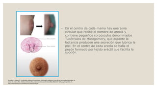 • En el centro de cada mama hay una zona
circular que recibe el nombre de areola y
contiene pequeños corpúsculos denominados
Tubérculos de Montgomery, que durante la
lactancia producen una secreción que lubrica la
piel. En el centro de cada areola se halla el
pezón formado por tejido eréctil que facilita la
succión.
González J, Ugalde C. La glándula mamaria, embriología, histología, anatomía y una de sus principales patologías, el
cáncer de mama. Rev. Medica de Costa Rica y Centroamérica [internet]. 2012; (602) 317-320 pag. Disponible en:
http://www.binasss.sa.cr/revistas/rmcc/602/art26.pdf
 