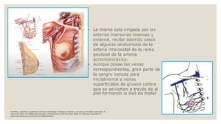 • La mama está irrigada por las
arterias mamarias internas y
externa, recibe además vasos
de algunas anatomosis de la
arteria intercostal de la rama
pectoral de la arteria
acromiotoráxica.
• Aunque posee las venas
correspondientes, gran parte de
la sangre venosa para
inicialmente a venas
superficiales de grueso calibre
que se advierten a través de al
piel formando la Red de Haller
González J, Ugalde C. La glándula mamaria, embriología, histología, anatomía y una de sus principales patologías, el
cáncer de mama. Rev. Medica de Costa Rica y Centroamérica [internet]. 2012; (602) 317-320 pag. Disponible en:
http://www.binasss.sa.cr/revistas/rmcc/602/art26.pdf
 