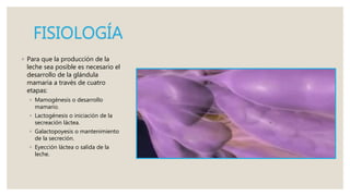 FISIOLOGÍA
◦ Para que la producción de la
leche sea posible es necesario el
desarrollo de la glándula
mamaria a través de cuatro
etapas:
◦ Mamogénesis o desarrollo
mamario.
◦ Lactogénesis o iniciación de la
secreación láctea.
◦ Galactopoyesis o mantenimiento
de la secreción.
◦ Eyección láctea o salida de la
leche.
 