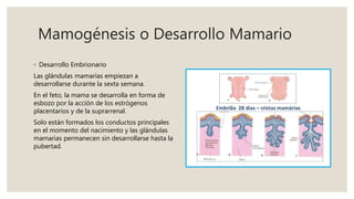 Mamogénesis o Desarrollo Mamario
◦ Desarrollo Embrionario
Las glándulas mamarias empiezan a
desarrollarse durante la sexta semana.
En el feto, la mama se desarrolla en forma de
esbozo por la acción de los estrógenos
placentarios y de la suprarrenal.
Solo están formados los conductos principales
en el momento del nacimiento y las glándulas
mamarias permanecen sin desarrollarse hasta la
pubertad.
 
