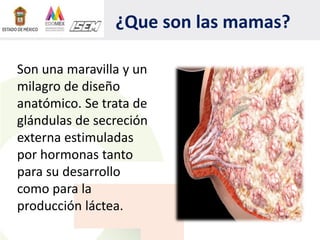 ¿Que son las mamas?
Son una maravilla y un
milagro de diseño
anatómico. Se trata de
glándulas de secreción
externa estimuladas
por hormonas tanto
para su desarrollo
como para la
producción láctea.
 