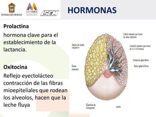 HORMONAS
Prolactina
hormona clave para el
establecimiento de la
lactancia.
Oxitocina
Reflejo eyectolácteo
contracción de las fibras
mioepiteliales que rodean
los alveolos, hacen que la
leche fluya
 
