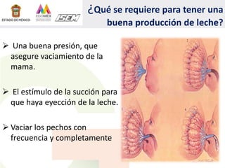 ¿Qué se requiere para tener una
buena producción de leche?
 Una buena presión, que
asegure vaciamiento de la
mama.
 El estímulo de la succión para
que haya eyección de la leche.
 Vaciar los pechos con
frecuencia y completamente
 