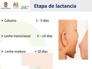 Etapa de lactancia
 Calostro 1 - 5 días
 Leche transicional 5 – 10 días
 Leche madura + 10 días
 
