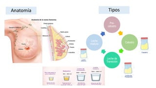 Tipos
Pre-
calostro
Calostro
Leche de
Transición
Leche
madura
Anatomía
 