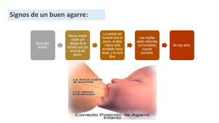 Signos de un buen agarre:
Boca bien
abierta.
Menos areola
visible por
debajo de la
barbilla que por
encima del
pezón.
La barbilla del
lactante toca el
pecho, el labio
inferior está
enrollado hacia
abajo, y la nariz
libre.
Las mejillas
están redondas
(no hundidas)
cuando
succiona.
No hay dolor.
 
