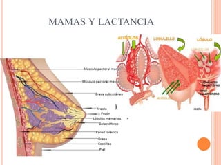 MAMAS Y LACTANCIA
 