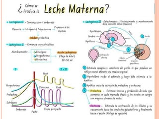 ENDOCRINOLOGÍA DE LA LACTANCIA
 