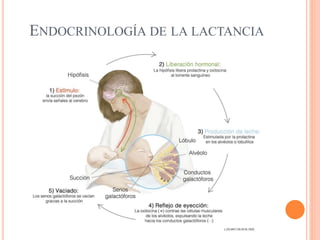 ENDOCRINOLOGÍA DE LA LACTANCIA
 
