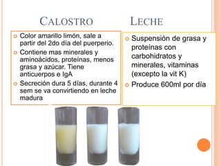 CALOSTRO LECHE
 Color amarillo limón, sale a
partir del 2do día del puerperio.
 Contiene mas minerales y
aminoácidos, proteínas, menos
grasa y azúcar. Tiene
anticuerpos e IgA
 Secreción dura 5 días, durante 4
sem se va convirtiendo en leche
madura
 Suspensión de grasa y
proteínas con
carbohidratos y
minerales, vitaminas
(excepto la vit K)
 Produce 600ml por día
 