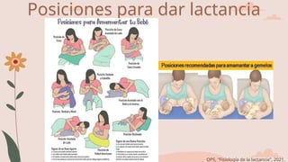 Posiciones para dar lactancia
OPS, "Fisiología de la lactancia", 2021.
 