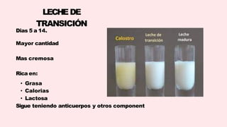 Dias 5 a 14.
Mayor cantidad
Mas cremosa
Rica en:
• Grasa
• Calorias
• Lactosa
Sigue teniendo anticuerpos y otros component
LECHEDE
TRANSICIÓN
 