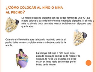 ¿CÓMO COLOCAR AL NIÑO O NIÑA 
AL PECHO? 
 La madre sostiene el pecho con los dedos formando una “C”. La 
madre coloca la cara del niño o niña mirándole el pecho. Si el niño o 
niña no abre la boca la madre le roza los labios con el pezón para 
que la abra. 
Cuando el niño o niña abre la boca la madre lo acerca al 
pecho debe tomar completamente una buena parte de la 
areola. 
La barriga del niño o niña debe estar 
pegada contra la barriga de la madre y la 
cabeza, la nuca y la espalda del bebé 
están en línea recta sostenidas por el 
brazo de la madre. 
 