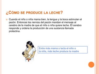 ¿CÓMO SE PRODUCE LA LECHE? 
 Cuando el niño o niña mama bien, la lengua y la boca estimulan el 
pezón. Entonces los nervios del pezón mandan el mensaje al 
cerebro de la madre de que el niño o niña quiere leche. El cerebro 
responde y ordena la producción de una sustancia llamada 
prolactina. 
Entre más mama o lacta el niño o 
la niña, más leche produce la madre 
 
