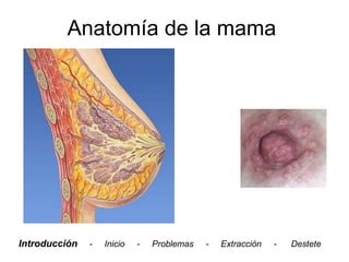 Anatomía de la mama




Introducción   -   Inicio   -   Problemas   -   Extracción   -   Destete
 