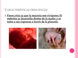 CARACTERÍSTICAS PRINCIPALES
 Paren crías ya que la mayoría son vivíparos: El
embrión se desarrolla dentro de la madre y se
nutre a sus expensas a través de la placenta.
 