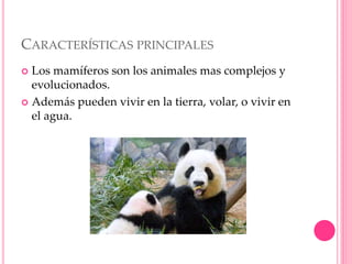 CARACTERÍSTICAS PRINCIPALES
 Los mamíferos son los animales mas complejos y
evolucionados.
 Además pueden vivir en la tierra, volar, o vivir en
el agua.
 