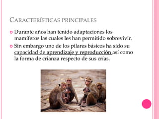 CARACTERÍSTICAS PRINCIPALES
 Durante años han tenido adaptaciones los
mamíferos las cuales les han permitido sobrevivir.
 Sin embargo uno de los pilares básicos ha sido su
capacidad de aprendizaje y reproducción así como
la forma de crianza respecto de sus crías.
 