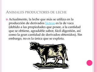ANIMALES PRODUCTORES DE LECHE
 Actualmente, la leche que más se utiliza en la
producción de derivados lácteos es la de vaca
(debido a las propiedades que posee, a la cantidad
que se obtiene, agradable sabor, fácil digestión, así
como la gran cantidad de derivados obtenidos). Sin
embargo, no es la única que se explota.
 