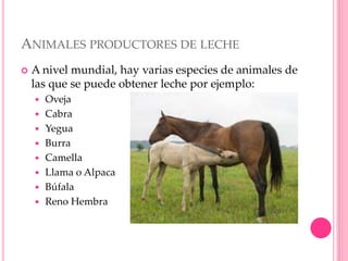 ANIMALES PRODUCTORES DE LECHE
 A nivel mundial, hay varias especies de animales de
las que se puede obtener leche por ejemplo:
 Oveja
 Cabra
 Yegua
 Burra
 Camella
 Llama o Alpaca
 Búfala
 Reno Hembra
 