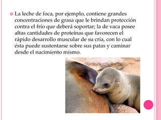  La leche de foca, por ejemplo, contiene grandes
concentraciones de grasa que le brindan protección
contra el frío que deberá soportar; la de vaca posee
altas cantidades de proteínas que favorecen el
rápido desarrollo muscular de su cría, con lo cual
ésta puede sustentarse sobre sus patas y caminar
desde el nacimiento mismo.
 