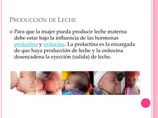 PRODUCCIÓN DE LECHE
 Para que la mujer pueda producir leche materna
debe estar bajo la influencia de las hormonas
prolactina y oxitocina. La prolactina es la encargada
de que haya producción de leche y la oxitocina
desencadena la eyección (salida) de leche.
 