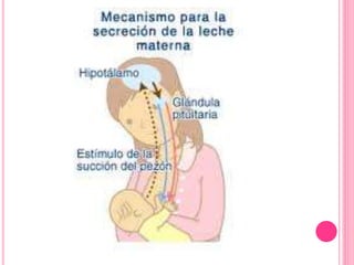 Lactancia materna el arte de amamantar