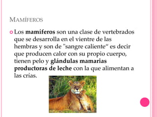 MAMÍFEROS
 Los mamíferos son una clase de vertebrados
que se desarrolla en el vientre de las
hembras y son de "sangre caliente“ es decir
que producen calor con su propio cuerpo,
tienen pelo y glándulas mamarias
productoras de leche con la que alimentan a
las crías.
 