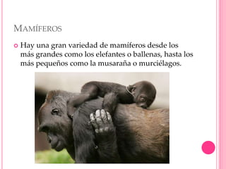 MAMÍFEROS
 Hay una gran variedad de mamíferos desde los
más grandes como los elefantes o ballenas, hasta los
más pequeños como la musaraña o murciélagos.
 