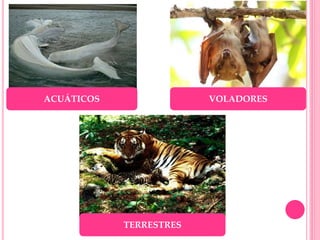 ACUÁTICOS VOLADORES
TERRESTRES
 