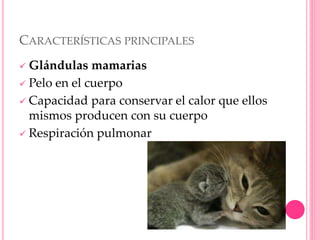 CARACTERÍSTICAS PRINCIPALES
 Glándulas mamarias
 Pelo en el cuerpo
 Capacidad para conservar el calor que ellos
mismos producen con su cuerpo
 Respiración pulmonar
 